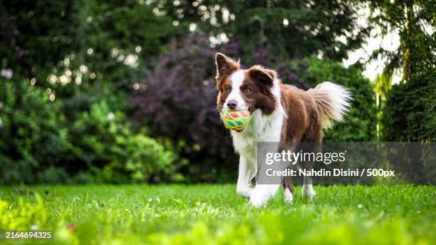 portrait of dog running on grassy field - collie stock pictures, royalty-free photos & images