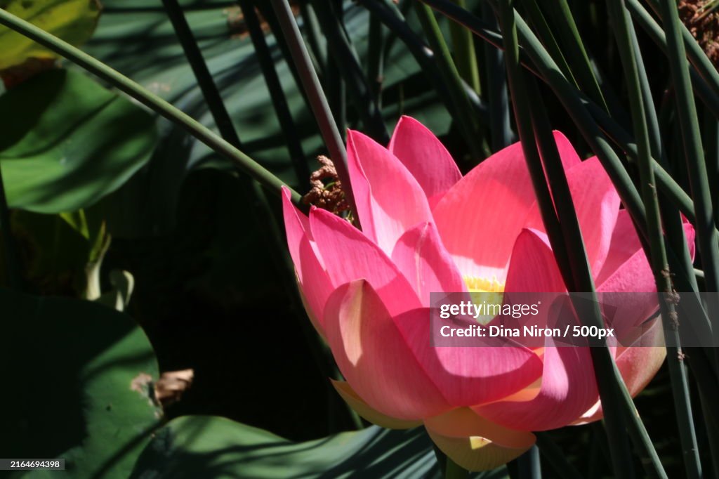A flower bathing in the sun,Melbourne,Victoria,Australia