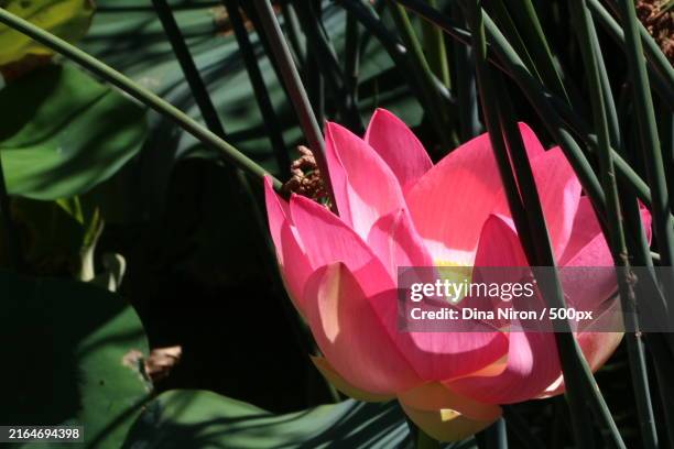 A Flower Bathing In The Sun Melbourne Victoria Australia High-Res Stock Photo