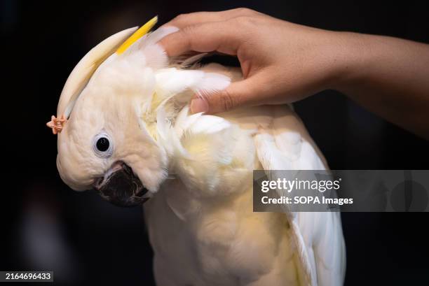 Visitor seen touching a Cockatoo during the Thailand Reptile and Exotic Pet Expo at Central Ladprao the shopping mall in Bangkok.