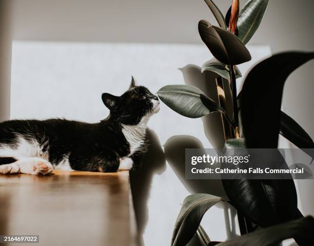 a curious black and white cat resting on a wooden surface, sniffing some green leaves beside her - indian rubber houseplant stock pictures, royalty-free photos & images