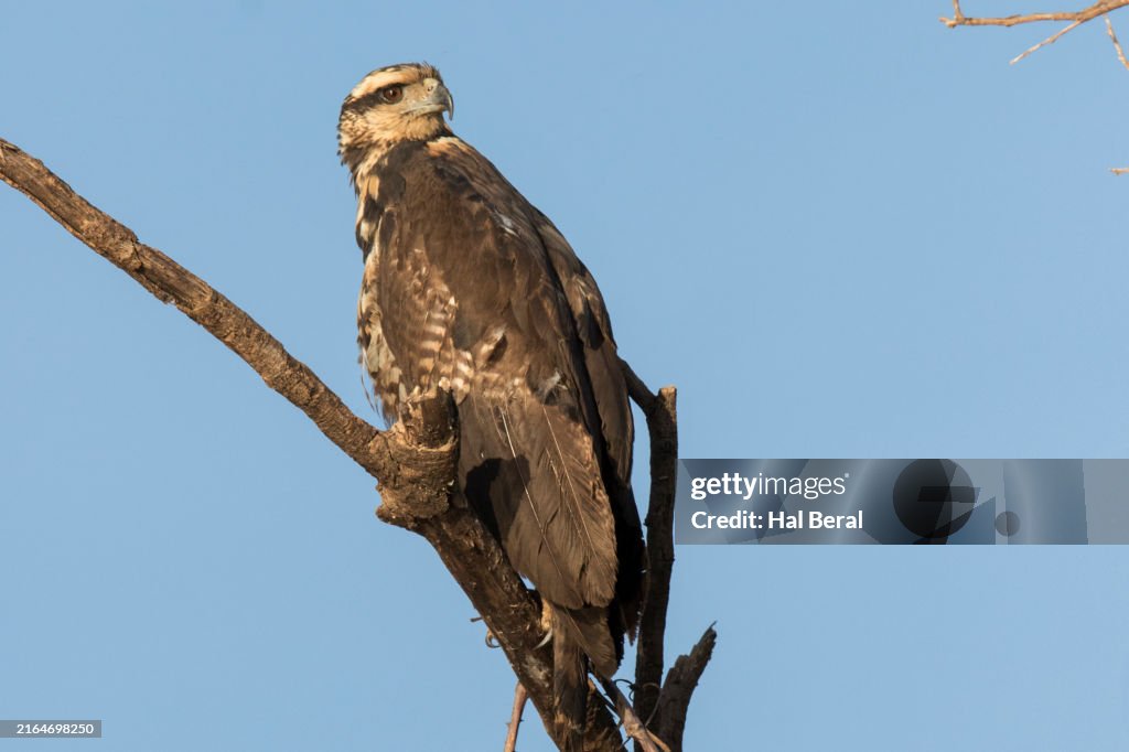 Savanna Hawk perching