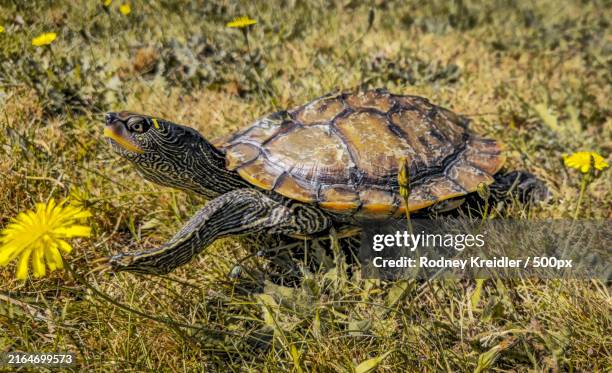 close-up of red eared slider turtle on field,bandon,oregon,united states,usa - pet turtle stock pictures, royalty-free photos & images
