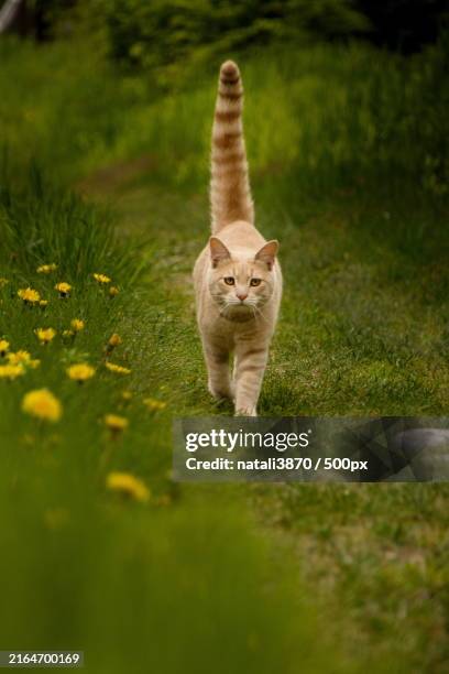 a cat walking on the grass - weidekätzchen stock-fotos und bilder