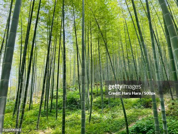 view of trees in forest,japan - bamboo grove stock pictures, royalty-free photos & images