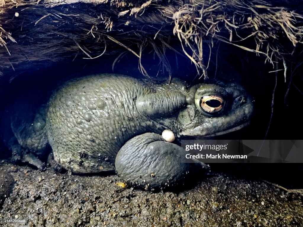 Sonoran desert toad