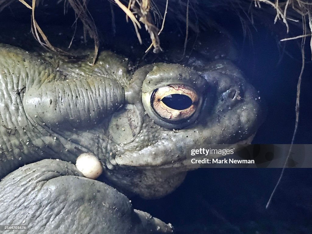 Sonoran desert toad