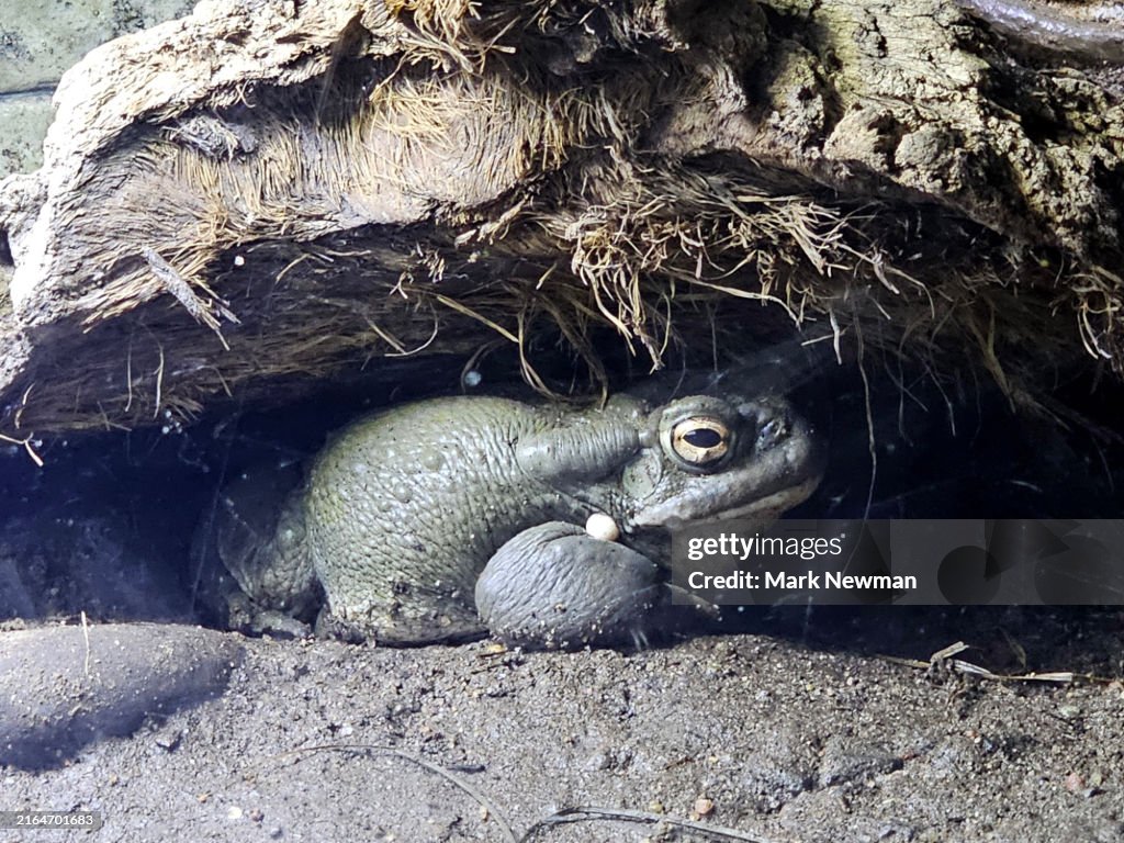 Sonoran desert toad