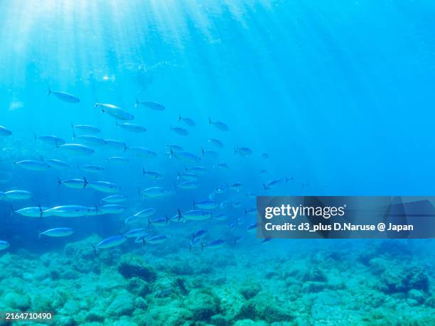 powerful schools of frigate mackerel, auxis thazard attacking a large school of silver-stripe round herrings (spratelloides gracilis).bullet tuna, auxis rochei rochei,frigate tuna, auxis thazard thazard, - pacific ocean stock pictures, royalty-free photos & images