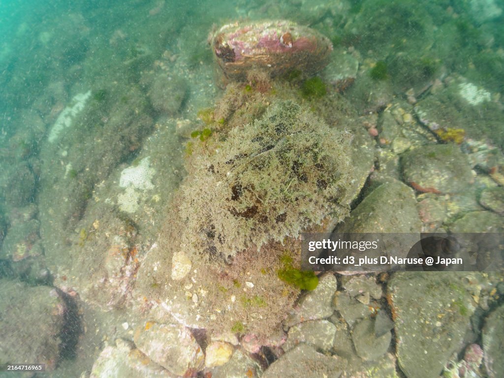 A large and mysterious Wedge Sea Hare (Dolabella auricularia) and others.
When provoked, it spews a purple smokescreen. However, it is not toxic.
Hirizohama beach, Nakagi, Minami-Izu, Izu Peninsula, Shizuoka pref, Japan. - July 2024.