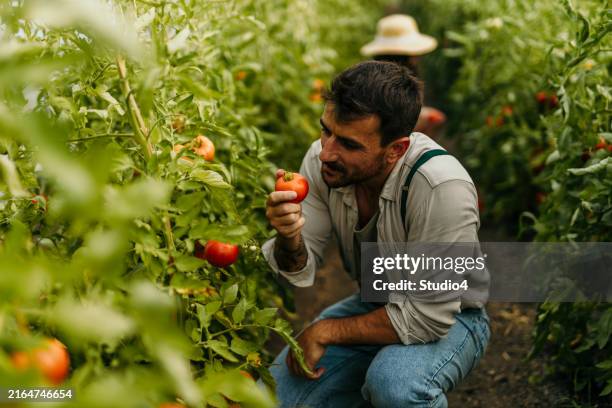 family farming business - tomato greenhouse stock pictures, royalty-free photos & images