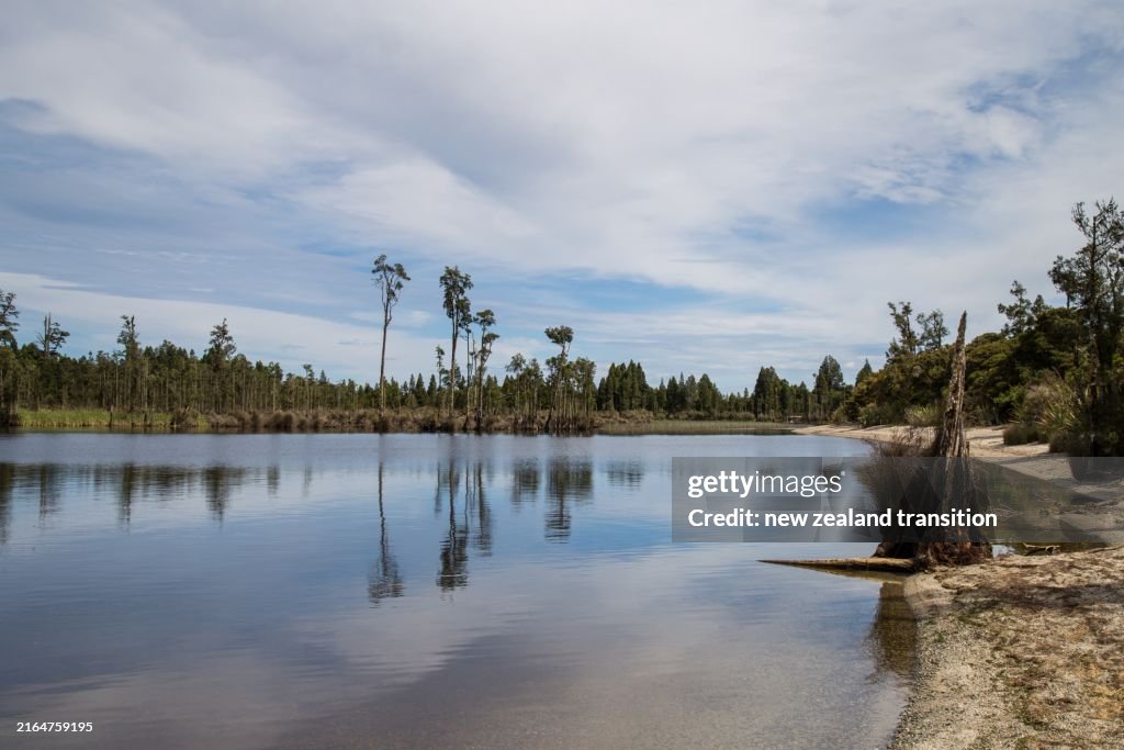 Kahikatea swamp forest and rimu trees reflecting in lake Brunner on West Coast of South Island, NZ