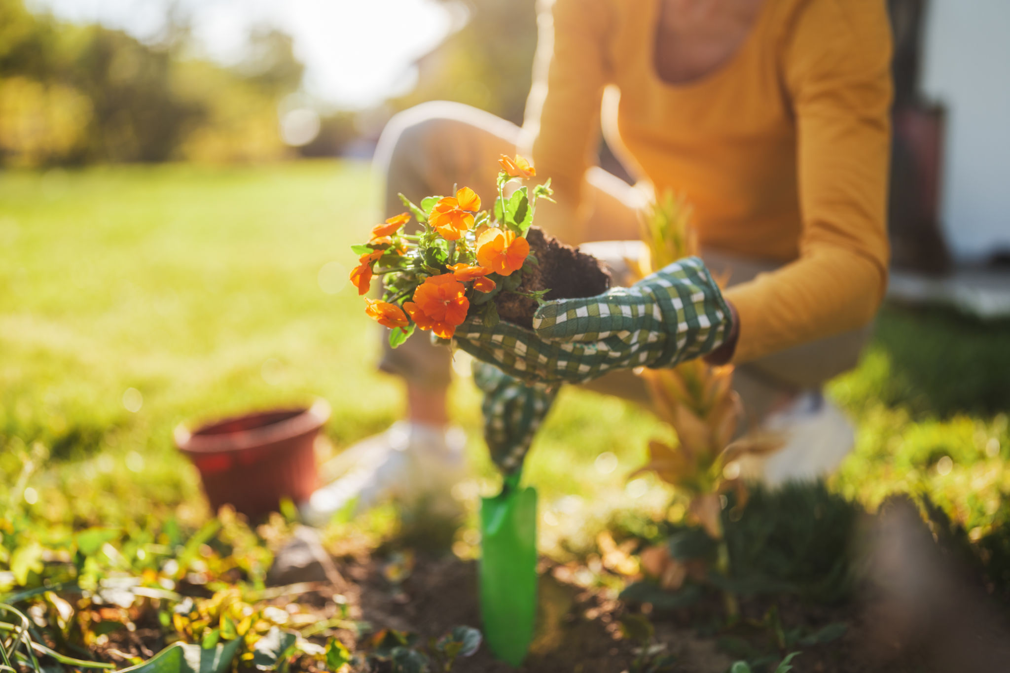 garden planting