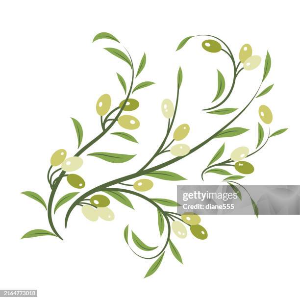 green olive branch on a transparent background - olive branch stock illustrations