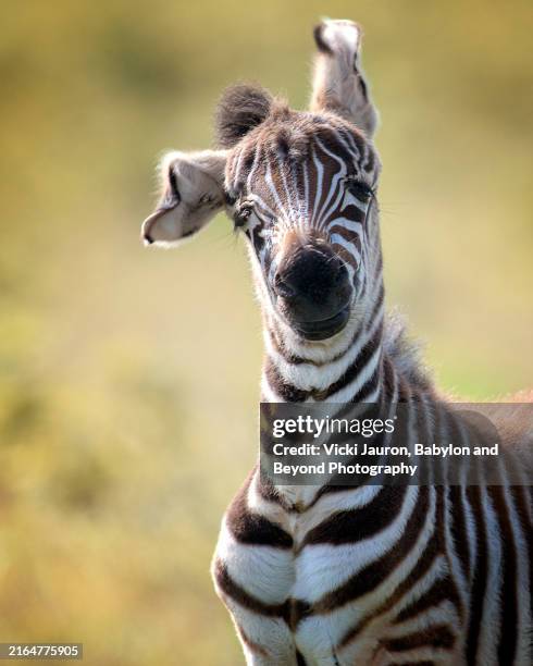 cute portrait of zebra with floppy ears in the ngorongoro crater - wild stock-fotos und bilder