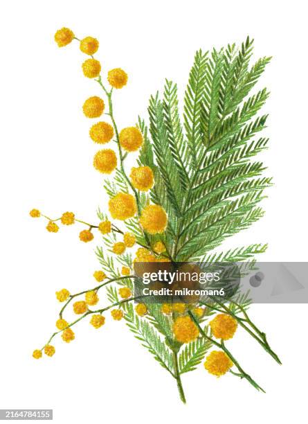 old chromolithograph illustration of botany, the silver wattle, blue wattle or mimosa (acacia dealbata) a species of flowering plant in the legume family fabaceae - mimosa foto e immagini stock