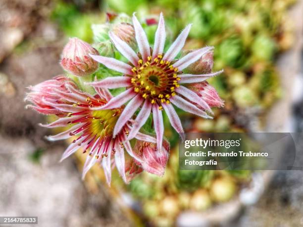 succulent plant flower - sempervivum stock-fotos und bilder