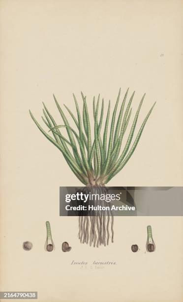 Isoetes lacustris, also known as Lake Quillwort, illustration, circa 1800.