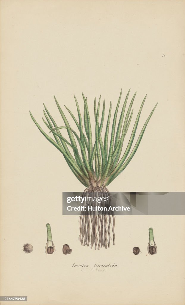 Lake Quillwort Illustration