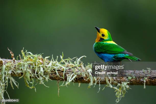 tangara multicolor - animal fotografías e imágenes de stock
