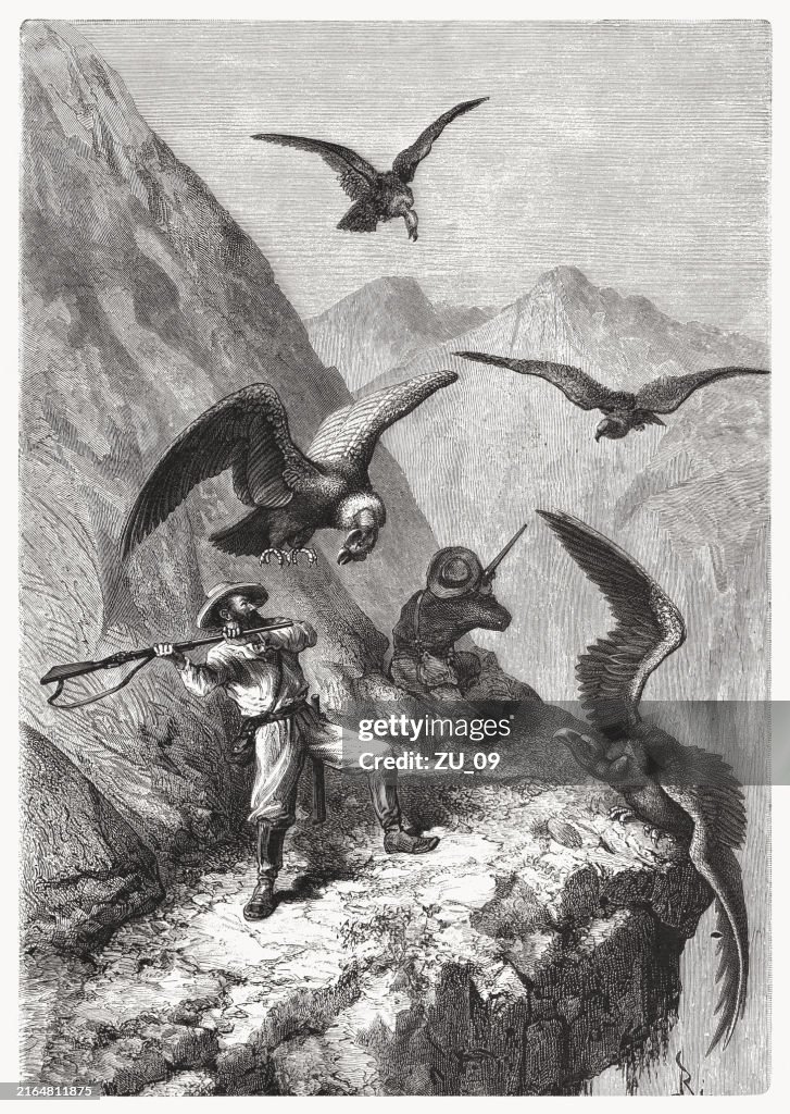 A fight with condors, wood engraving, published in 1892