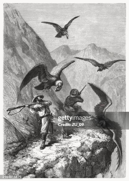 Condor Fighting 808 Andean Condor Stock Photos, High-Res Pictures, and Images - Getty ...