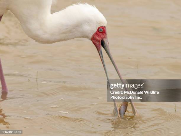 african spoonbill - spoonbill stock pictures, royalty-free photos & images