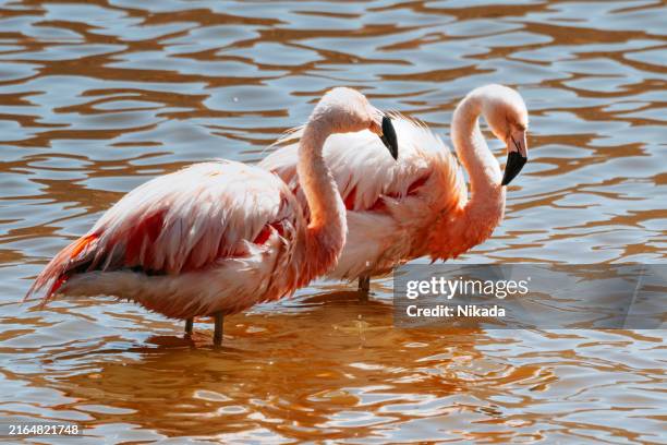 flamingos in laguna chaxa, atacama salar, chile - san pedro de atacama stock-fotos und bilder