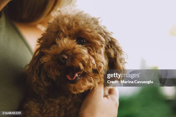 close-up portrait of a toy poodle dog. - toy poodle stock pictures, royalty-free photos & images