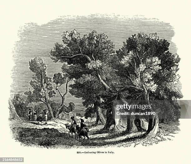 illustrations, cliparts, dessins animés et icônes de récolte d’olives d’oliviers en italie, gravure sur bois d’illustration vintage, 1850s 19ème siècle - olivier