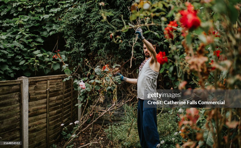 Gardening during late afternoon: Pruning Plants in an overgrown, small, back yard whilst wearing gardening gloves