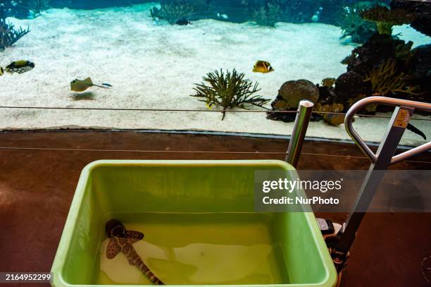 Young leopard shark is being released at the Burgers' Zoo in Arnhem, Netherlands, on August 5, 2024.