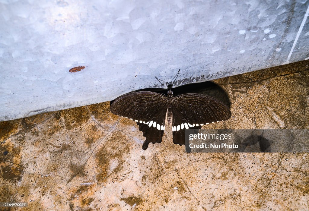 Animal India - Common Mormon - Papilio Polytes