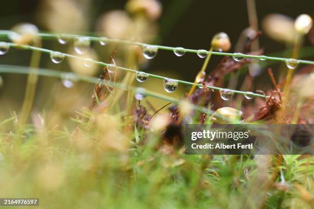 waterdrops - forest floor stock pictures, royalty-free photos & images