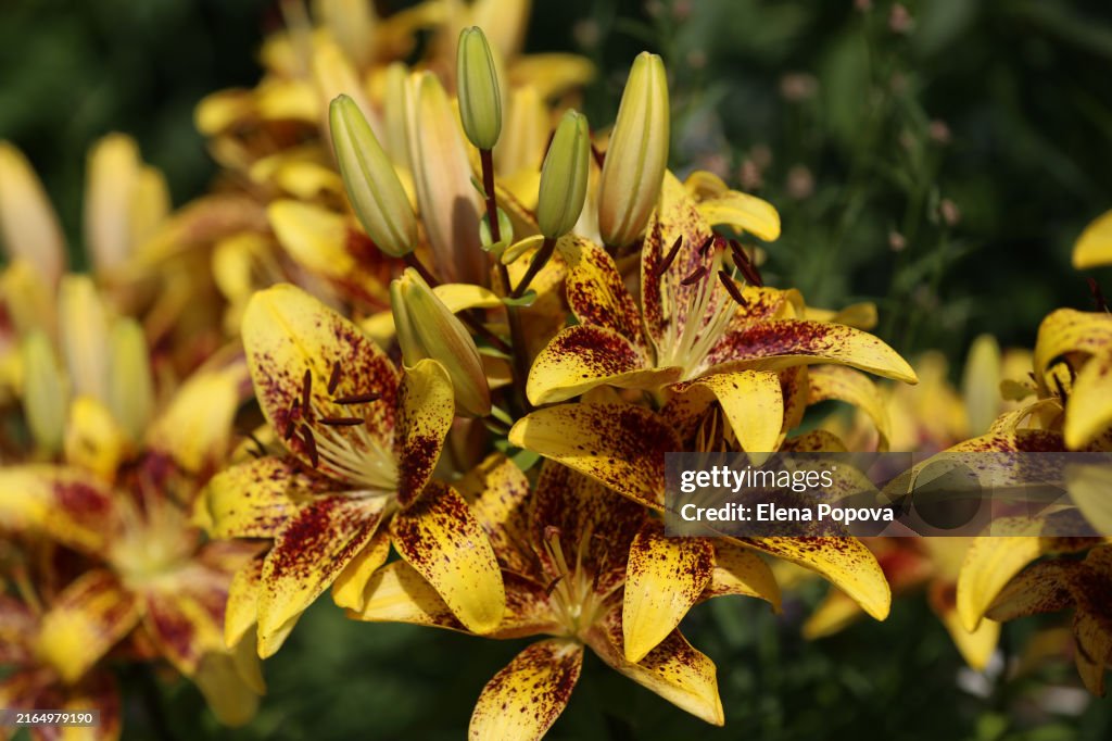 Yellow Tiger Lilias Flowers Against Blurred Garden Background