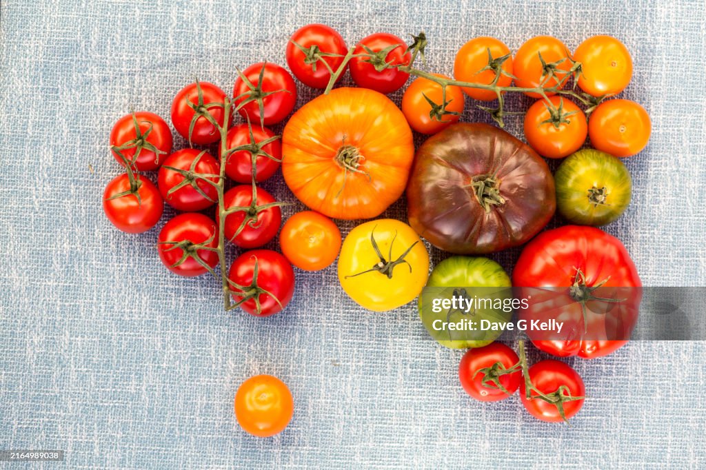 Overhead View of Variety of Tomatoes on a Plain Background