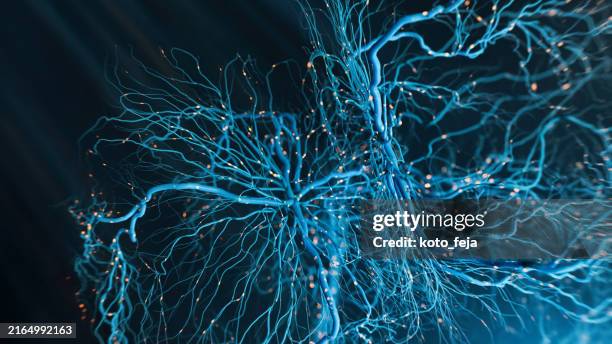 neuronas de disparo - sistema nervioso humano fotografías e imágenes de stock