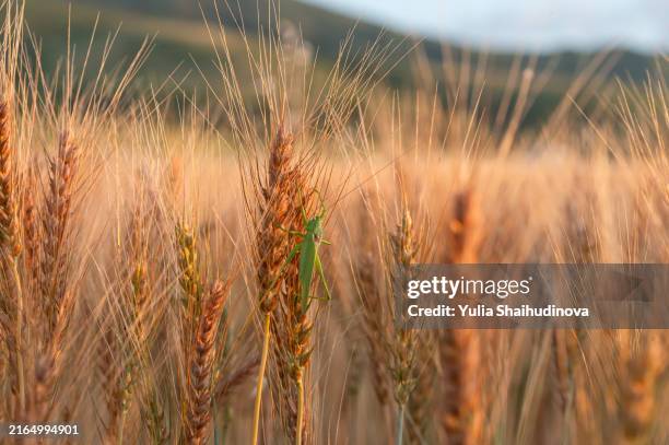 green grasshopper on a wheat close-up - locust stock pictures, royalty-free photos & images