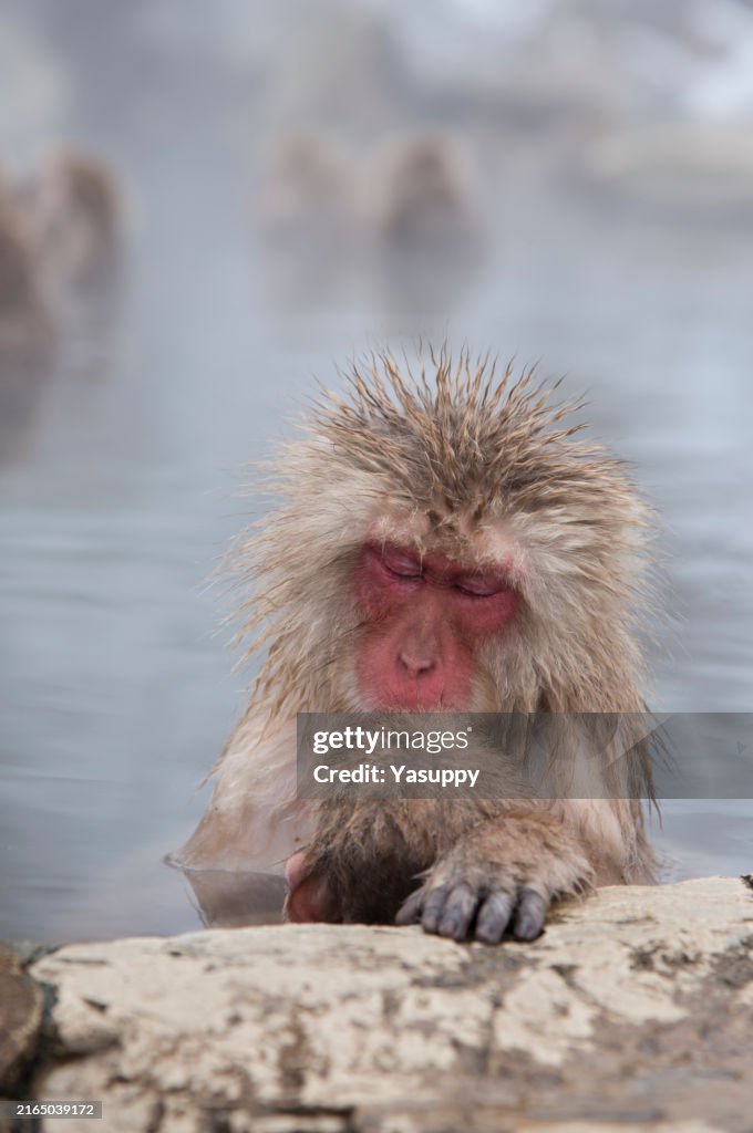Ein einzigartiger und faszinierender Touristenort in Japan: der Snow Monkey Park inmitten der Natur.
