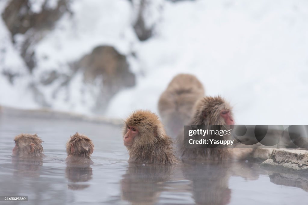 Ein einzigartiger und faszinierender Touristenort in Japan: der Snow Monkey Park inmitten der Natur.