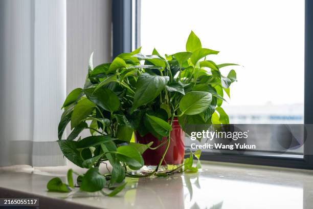 epipremnum aureum (linden & andré) bunting - epipremnum stock pictures, royalty-free photos & images