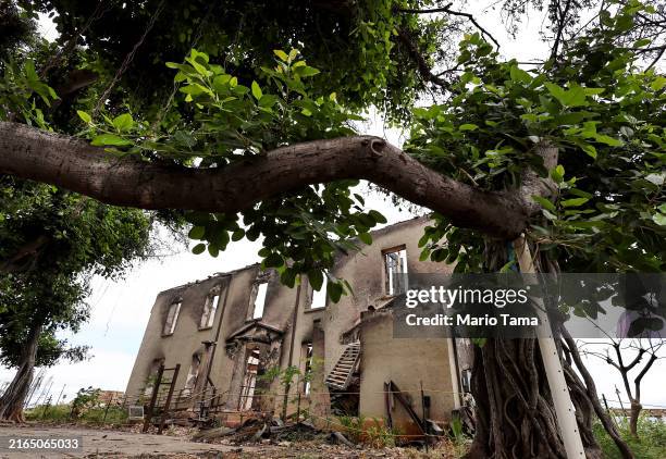 Fresh leaves grow on the historic beloved banyan tree in front of the remains of the Old Lahaina Courthouse, built in 1859, inside the Lahaina...