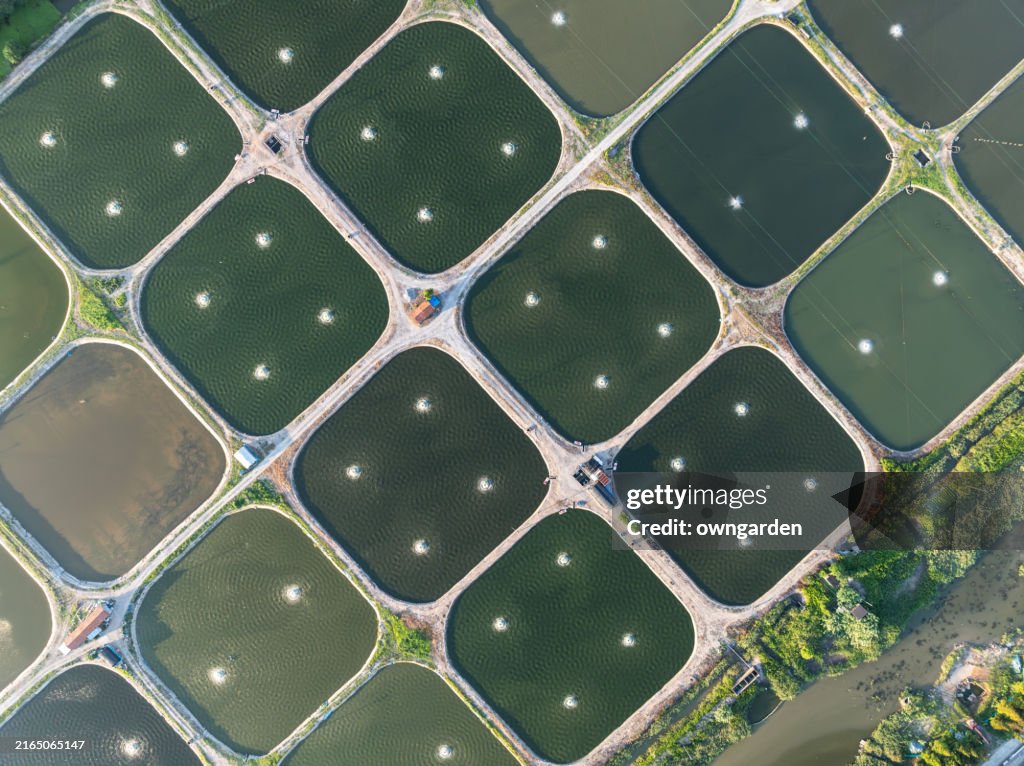 Aerial View Of A Prawn Farm And Water Aerators