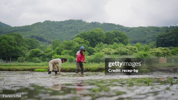 Japanese Rice Worker 806 Asian Rice Farmer Stock Photos, High-Res Pictures, and Images ...
