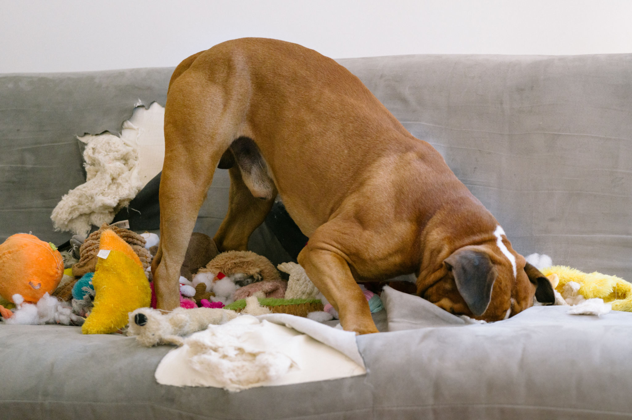 Boxer dog destroying a sofa Boxer dog destroying a sofa