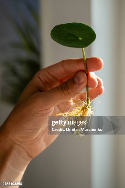 arm hold sprout of pilea peperomioides cutting with roots. plant propagation by single leaf in water - plant cutting stock pictures, royalty-free photos & images