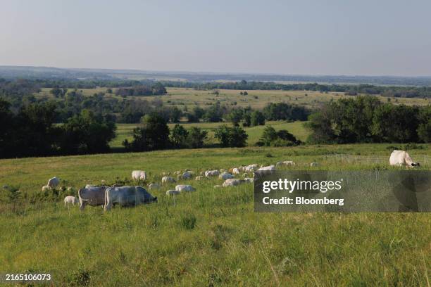 Cattle and sheep graze in a field at a farm near Severy, Kansas, US on Thursday, July 18, 2024. Growers looking to transition to regenerative...