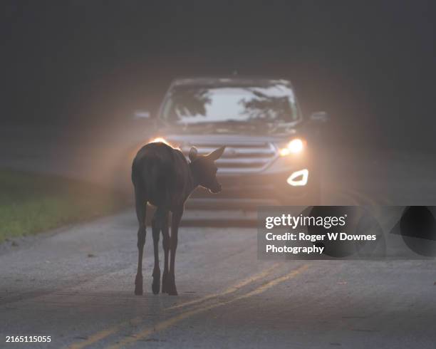 elk in road in front of car - wild stock-fotos und bilder