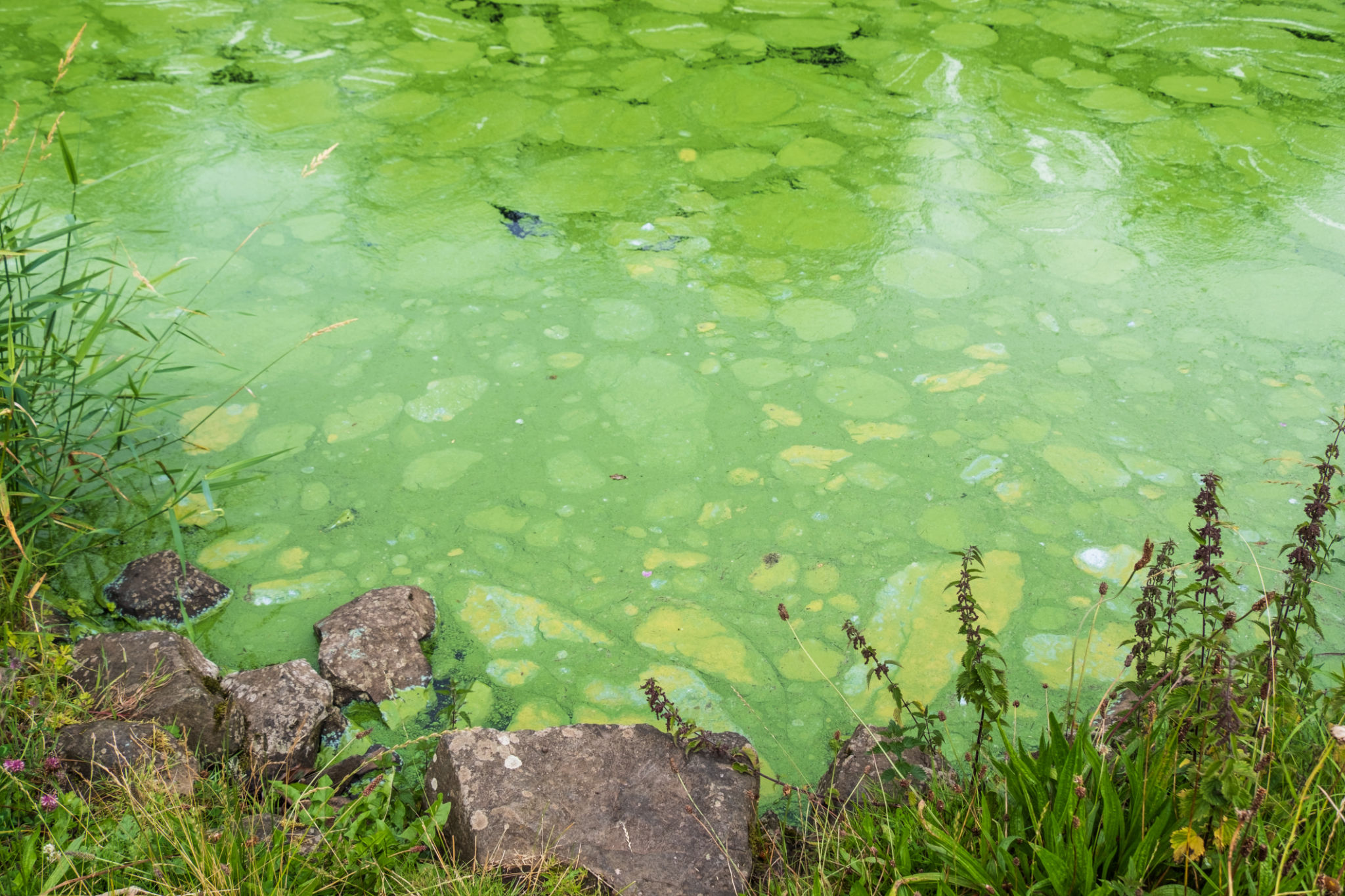 algal bloom water