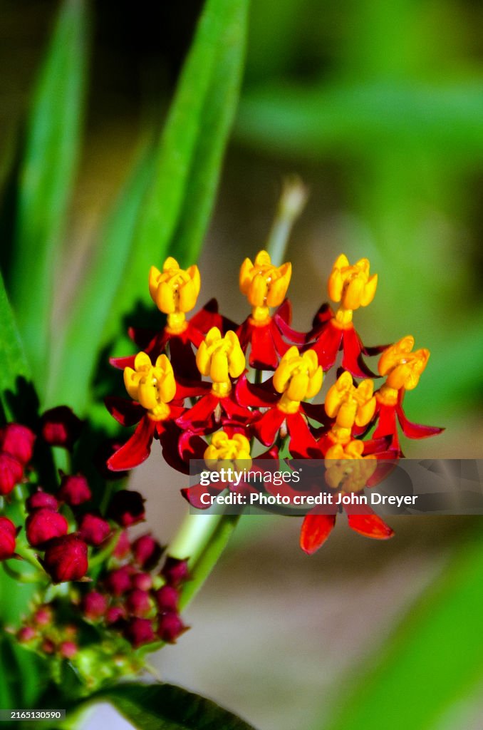 Asclepias Blooming